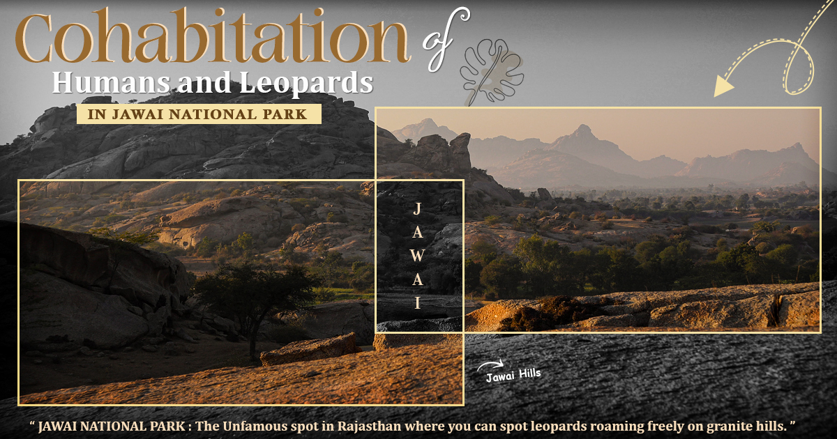 Cohabitation of Humans and Leopards in Jawai