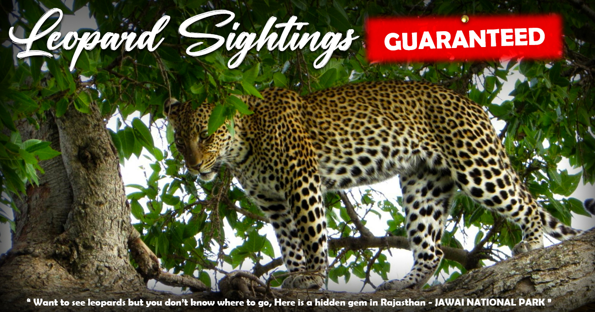 Guaranteed Leopard Sightings In India - Jawai Hills