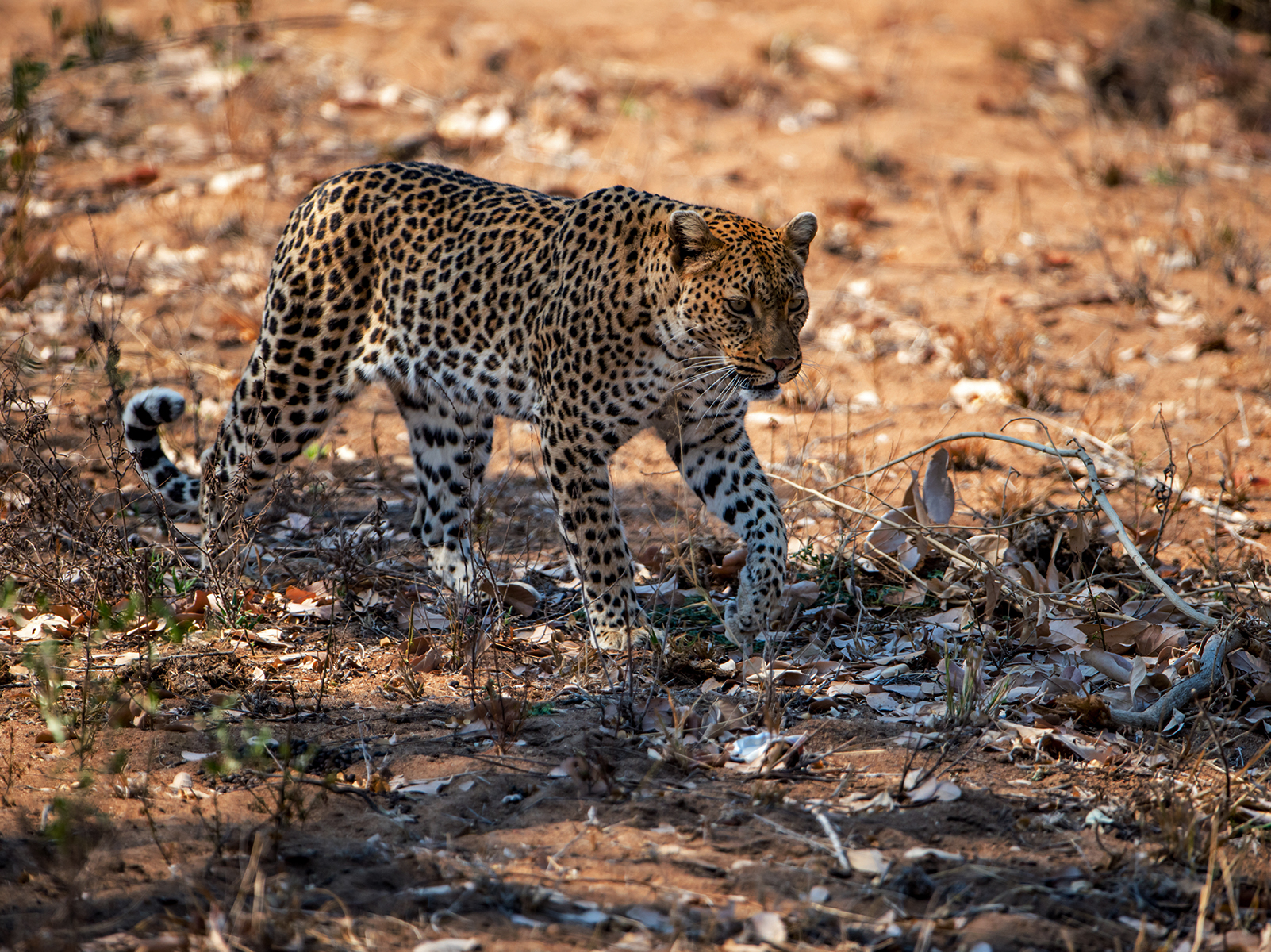 Jawai Weekend Tour - 2 Nights / 3 Days (1 Gypsy Safari)