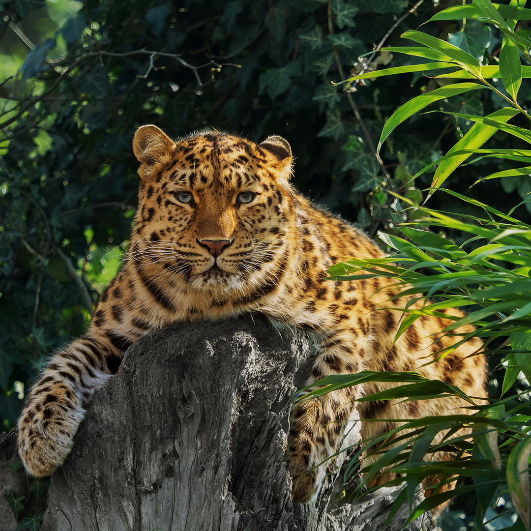 Jawai Leopard